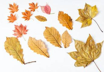 Autumn leaves on white background.