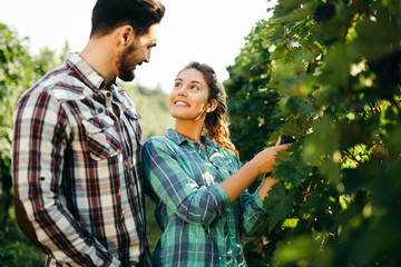 Couple working in vineyard at hot autumn