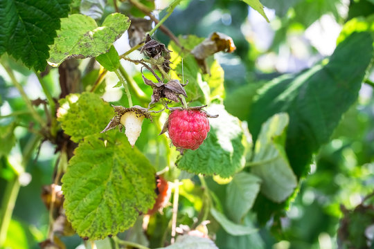 Macro photo of a raspberry