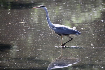 heron on the march