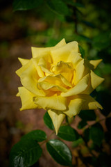 yellow rose