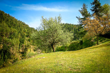 Fototapeta na wymiar Different trees on green field of grass under blue sky