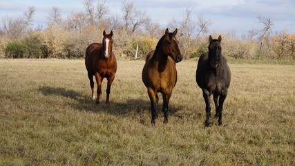 Naklejka premium Three horses