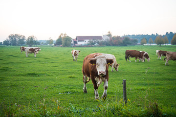 Fototapeta na wymiar Cows graze in a pasture late in the afternoon in autumn