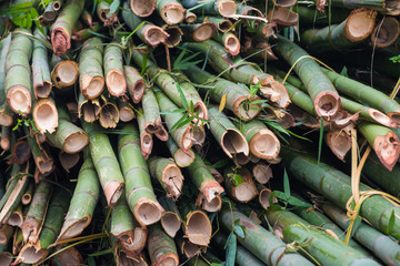pile of cut bamboo trees in a chinese forest