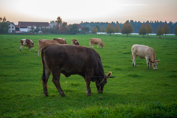 Cows graze in a pasture late in the afternoon in autumn