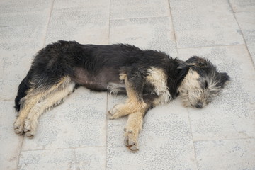 dog in Tibet