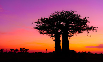 Sunrise Africa with Baobab tree in Okavango Delta Botswana. African sunset with beautiful evening...