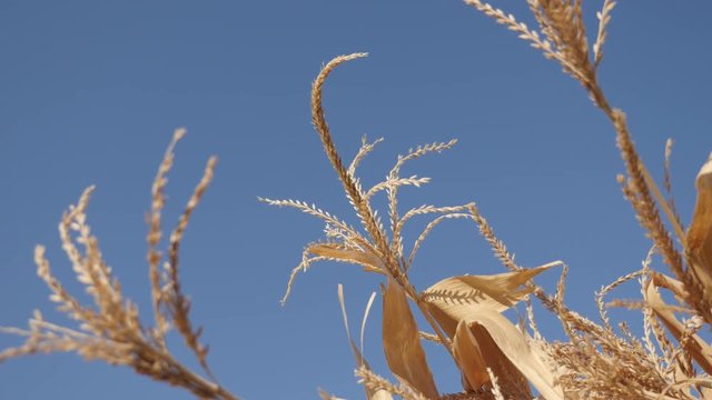 Tassel of corn stover and blue sky 4K video