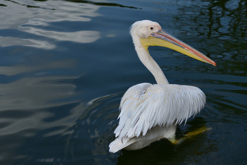 pelican