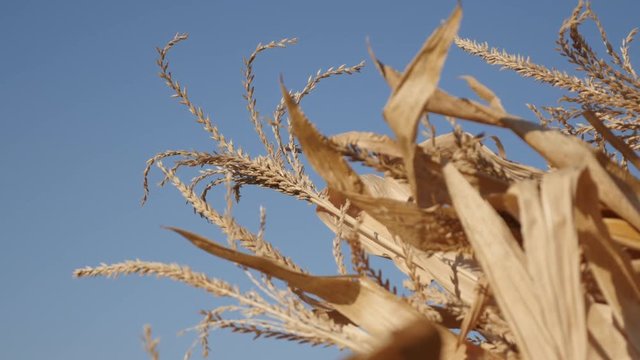Close-up of leaves and stalks of corn field crops against blue sky 4K video