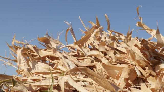Leaves and stalks of corn field crops 4K footage