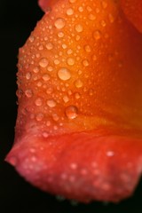 Closeup of Orange Rose Petal with Water Drops