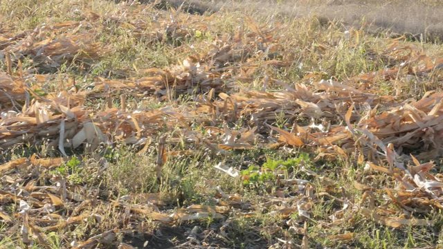 Close-up of corn stover on the ground 4K footage