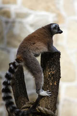 Lemur Katta