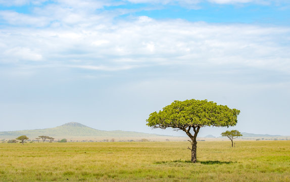 Lone acacia tree on the plains and savannah of Serengeti, Masai Mara and Ngorongoro crater in Kenya and Tanzania, East-Africa. African safari trip to wildlife