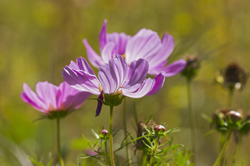 Fototapeta premium blüte farbe natur close up nature blossom color garden plant flora makro macro no people day