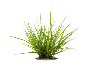 green grass isolated on white background with clipping path