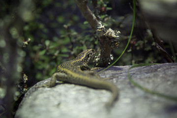 Green lizard resting on a rock at a zoo