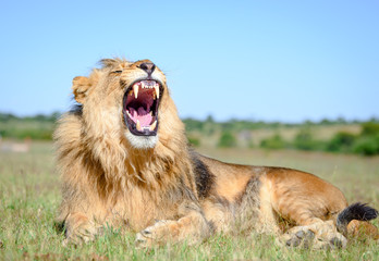 African Lion roar, lion male with manes on African savannah in Zimbabwe, Africa.