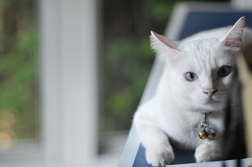 Siamese cat is the Thai domestic cat, very cute and smart pet in house, beautiful white cat and blue eye , pet in house concept