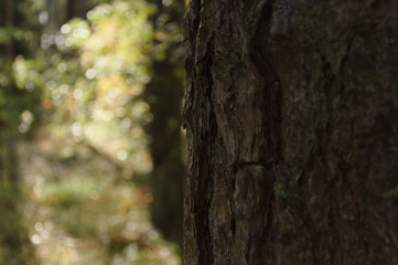 Tło za drzewm © Mateusz