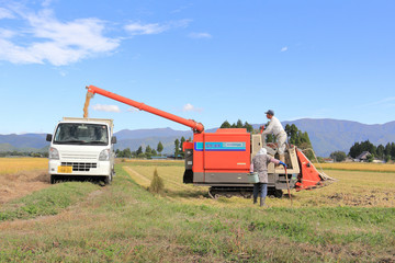 Obraz premium 稲刈り 作業をする夫婦 秋 青空 収穫
