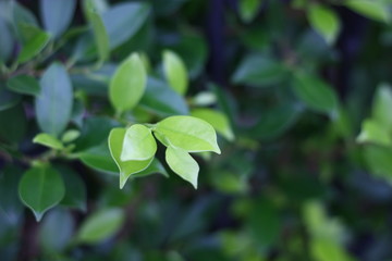 green plant background in the morning