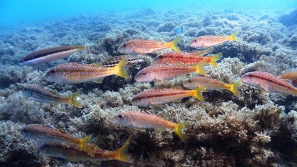 Small Red Mullet