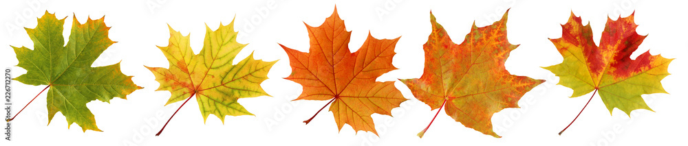 Wall mural collection autumn maple leaves isolated on white background.