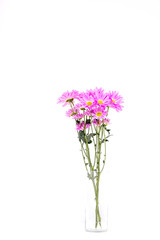 Colorful flowers on white background,
