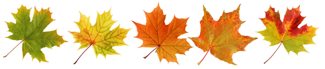 Fototapeta premium Kolekcja jesiennych liści klonu na białym tle.