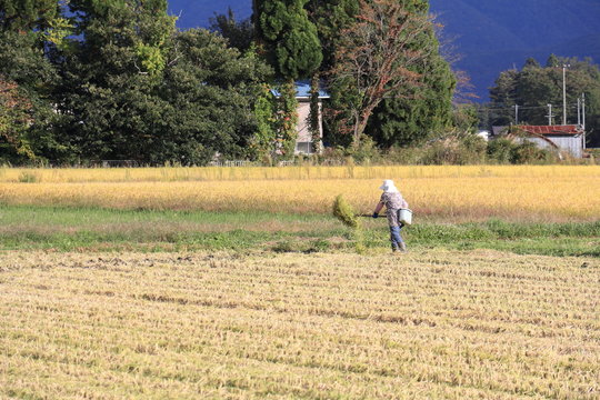 秋の収穫　稲刈り　作業をする女性　青空
