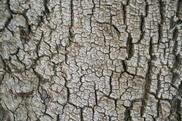 old wooden texture