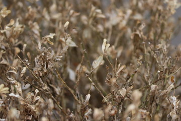 Brown hedges of boxwood due to the caterpillar named Cydalima perspectalis which is plague in the Netherlands.