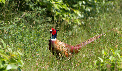 Fototapeta premium Male pheasant in a field in Holland