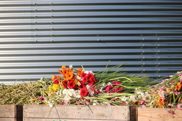 Naklejka premium Gerbera flowers in several colors trown away at greenhouse nursery in Nieuwerkerk aan den IJssel in the Netherlands
