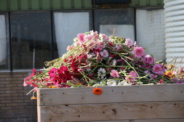 Gerbera flowers in several colors trown away at greenhouse nursery in Nieuwerkerk aan den IJssel in the Netherlands
