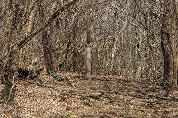 Light blue trail mark on a tree