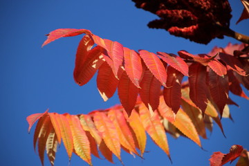 Red, orange and brown leaves during the autumn season in the sun at trees in Nieuwerkerk aan den ijssel, the Netherlands.