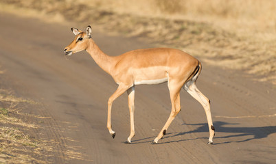 Common Impala (Aepyceros melampus)
