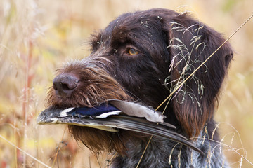 hunting dog keeps duck wing in high grass