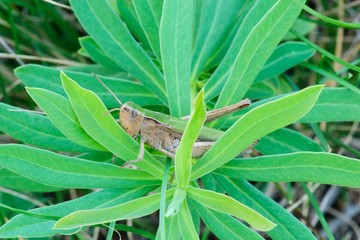 	Grasshopper rests on leaves of the plant at dusk  - closeup 