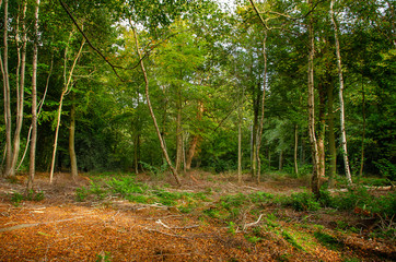 Mixed Woodland 3