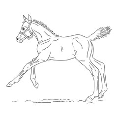 Cantering foal on white background, vector illustration.	