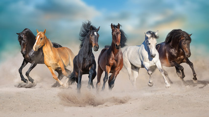 Horses run gallop free in desert dust against storm sky - obrazy, fototapety, plakaty