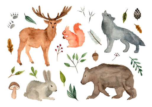 watercolor illustration forest team animals. hand painted isolated elements.