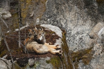Eurasian wolf face to face in nature habitat in bavarian forest, dangereous and rare forest...
