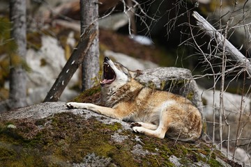 Eurasian wolf face to face in nature habitat in bavarian forest, dangereous and rare forest animals, european forest, canis lupus lupus