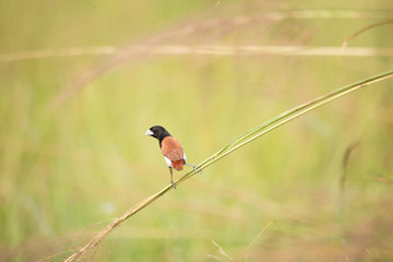 A tricolor munia 